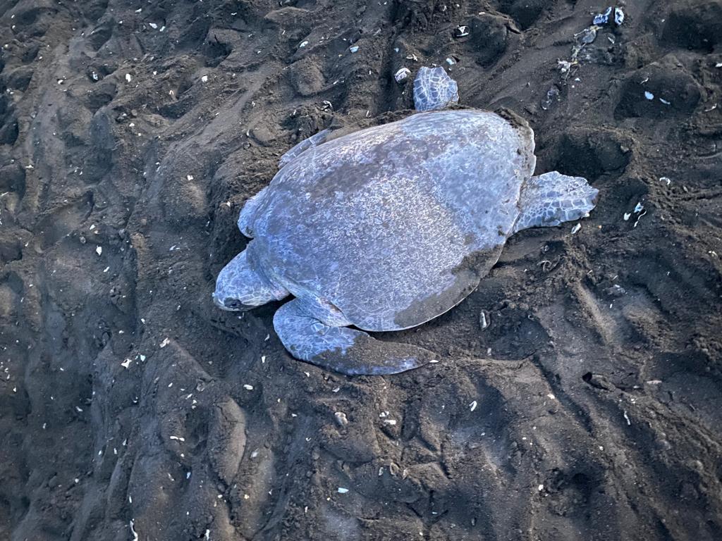 Sea turtle swimming in the coastal waters of Costa Rica