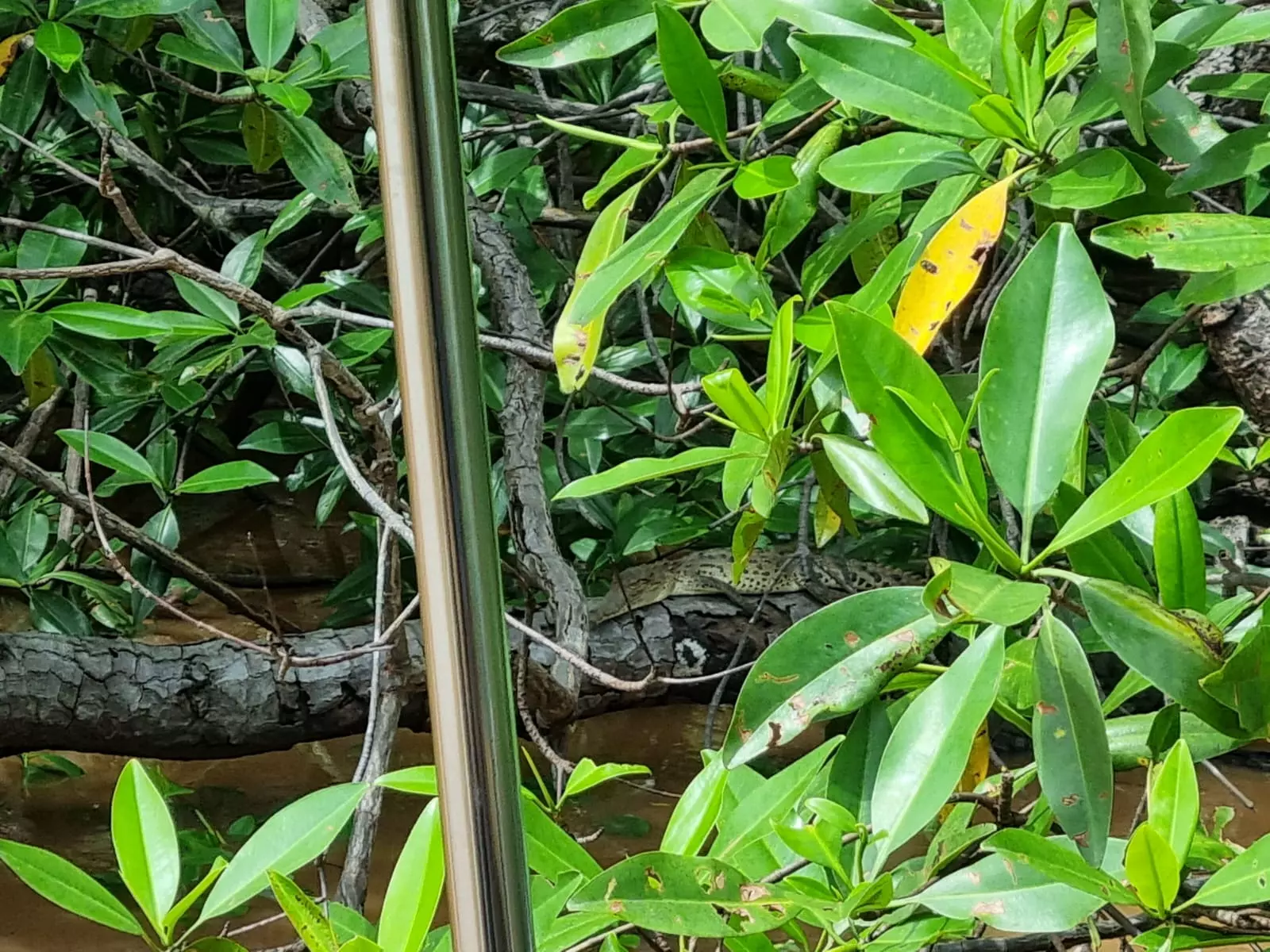 Natural channel between mangrove trees