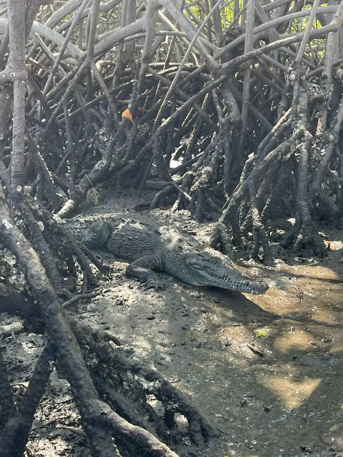 Wildlife among the mangrove roots