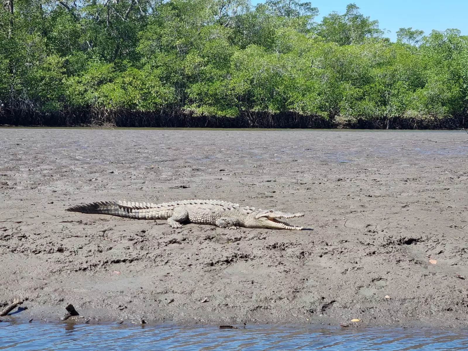 A crocodile resting on the estuary bank