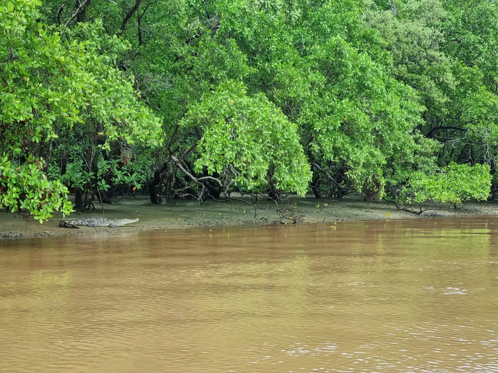 Mangrove roots in the Tamarindo estuary