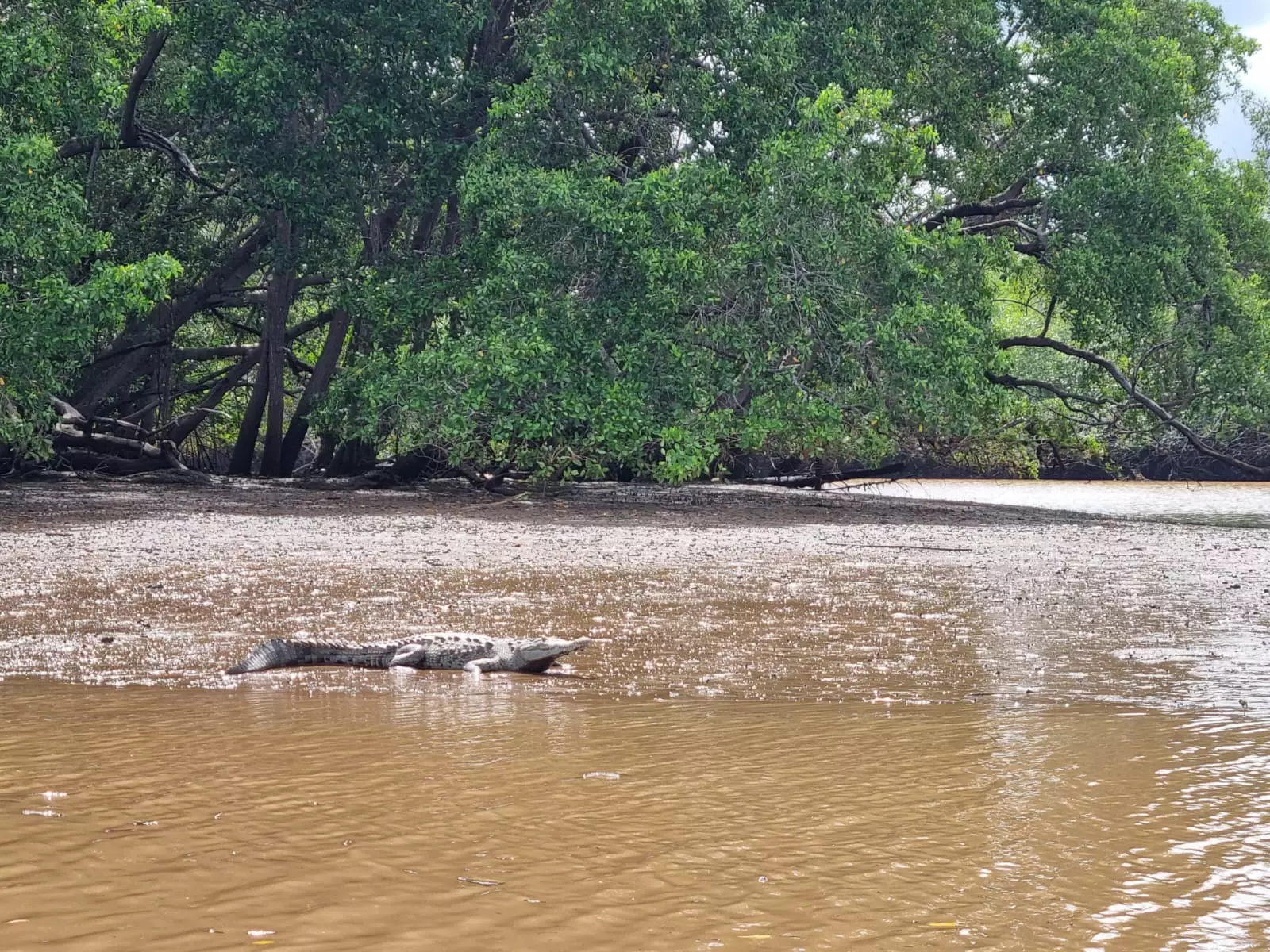 A boat moving through a Tamarindo mangrove channel