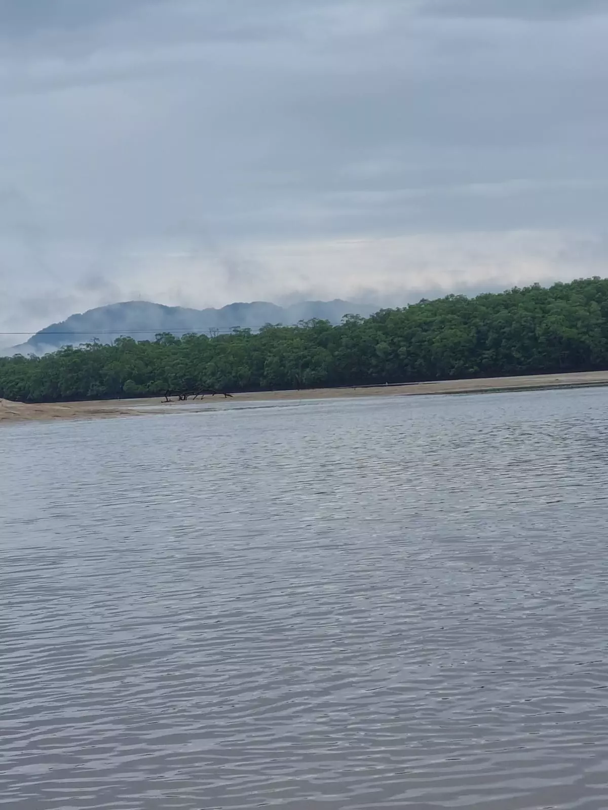 Mangrove foliage along the Tamarindo estuary