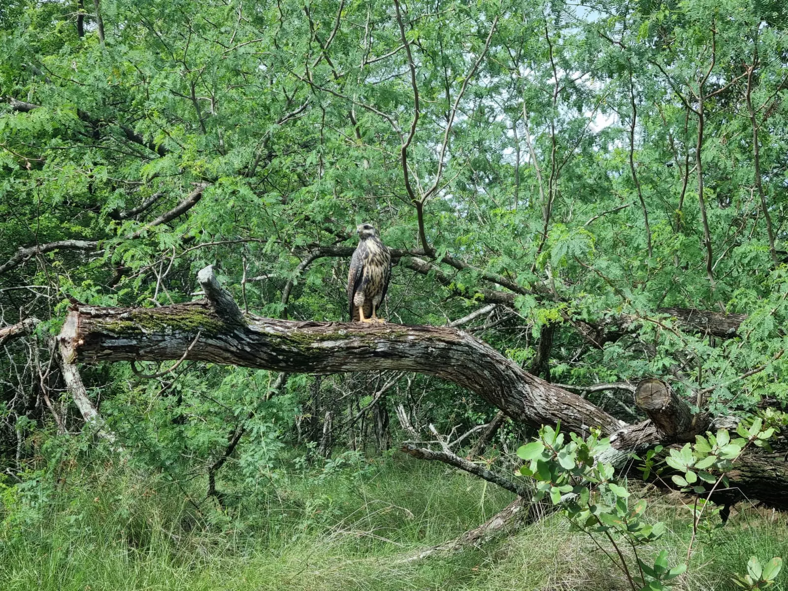 A bird perched among trees in the Tamarindo mangrove