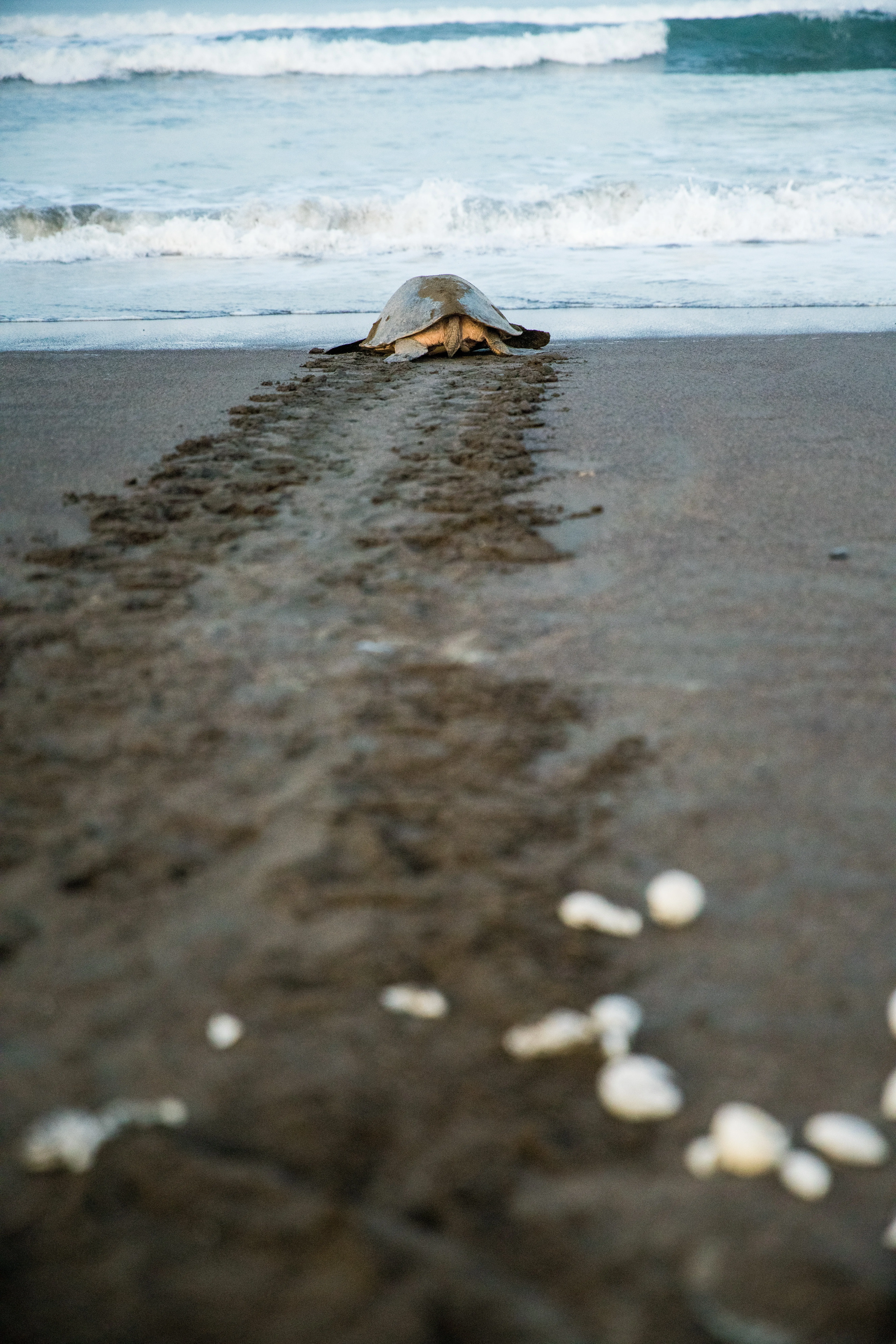 A sea turtle approaching the shore at Ostional