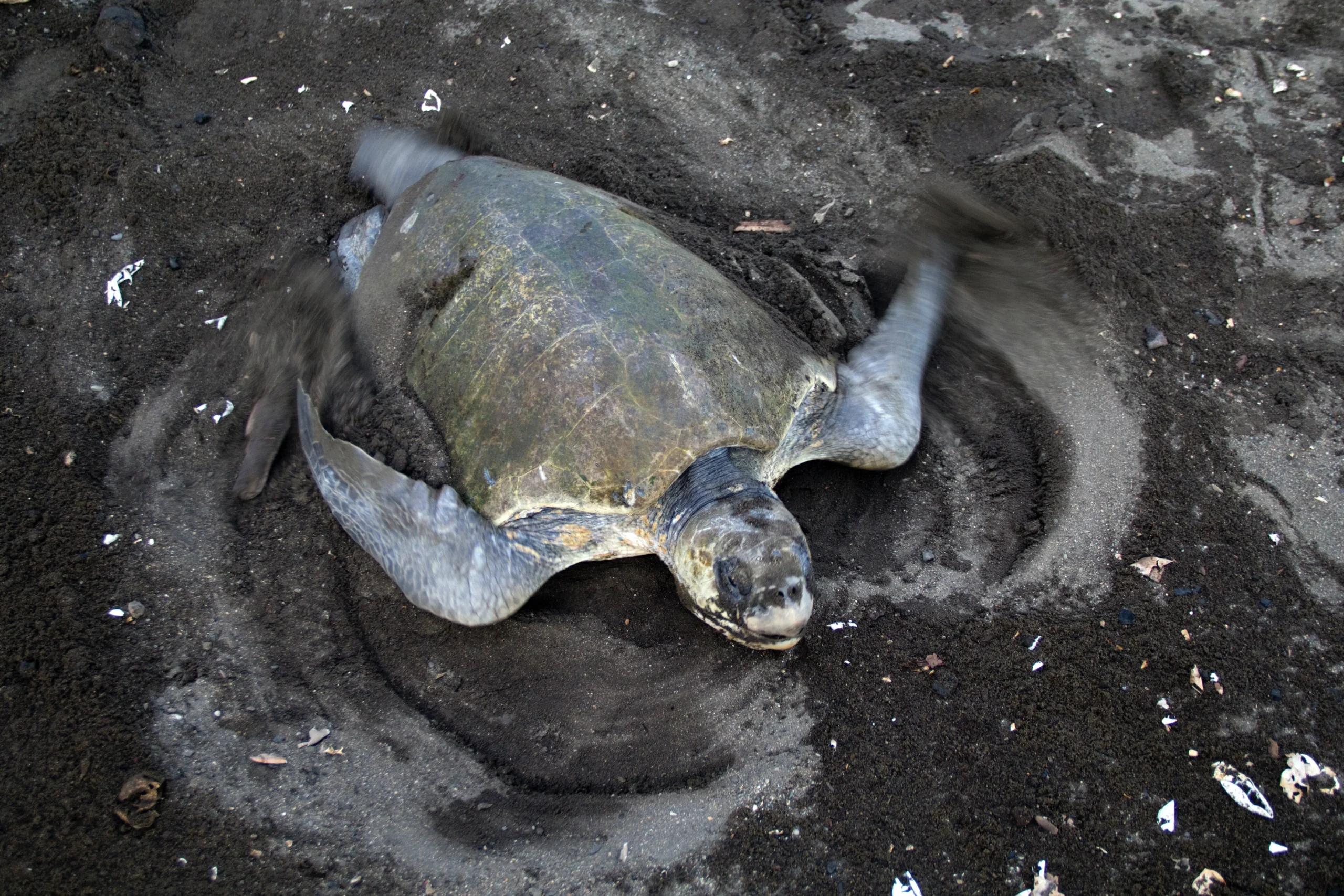 Olive Ridley sea turtle on the shore at Ostional