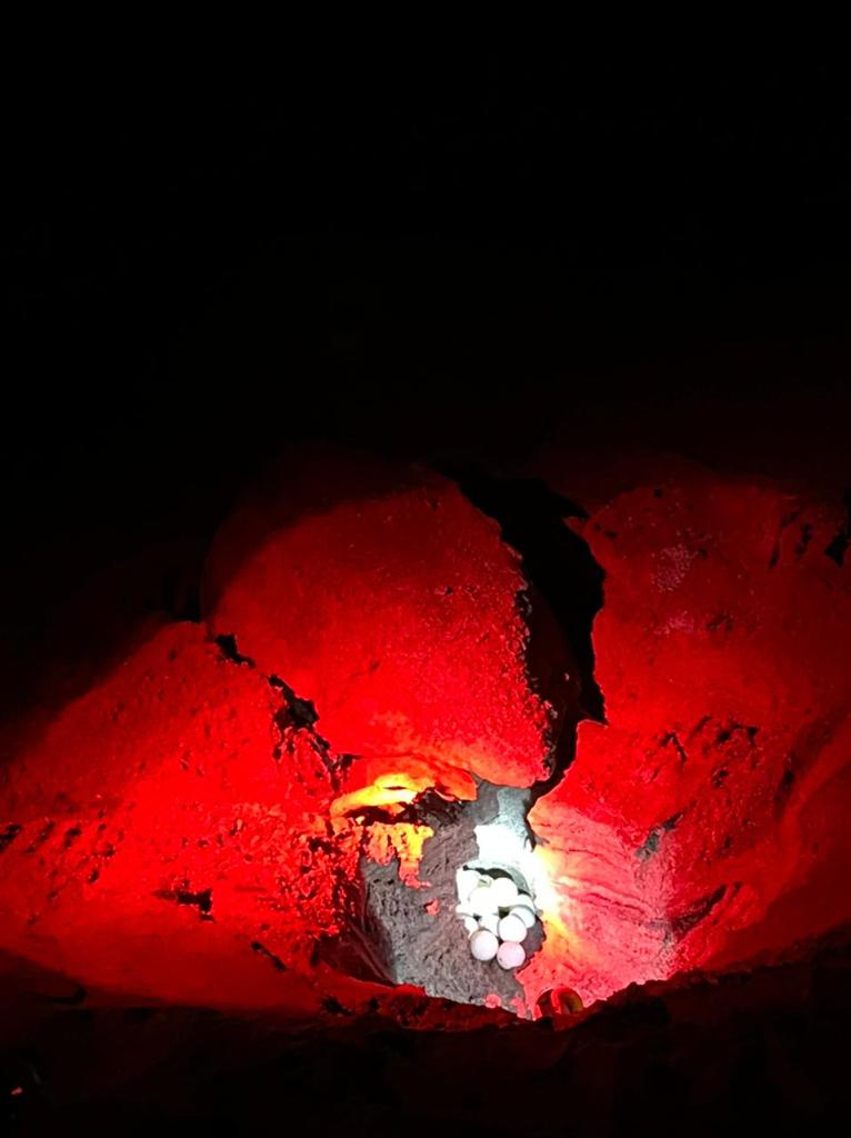 Sea turtle nesting at night