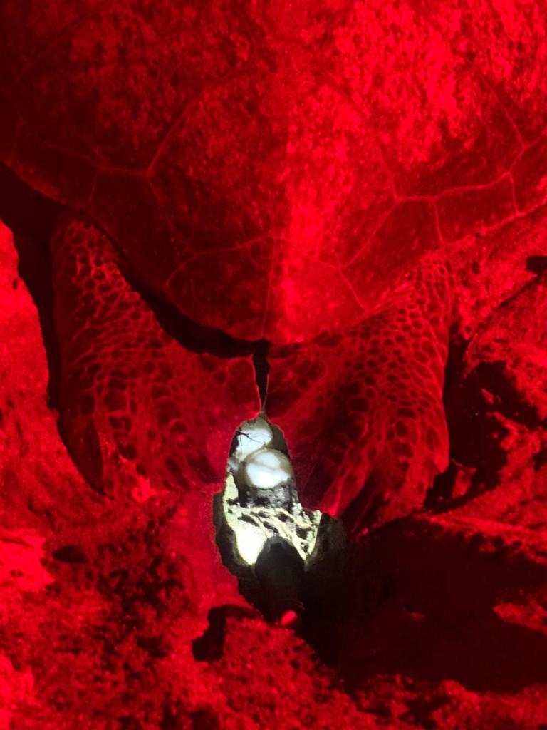 A sea turtle in its natural habitat